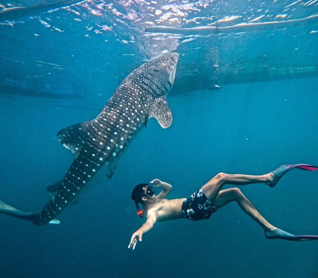Pam swimming beside a whale shark